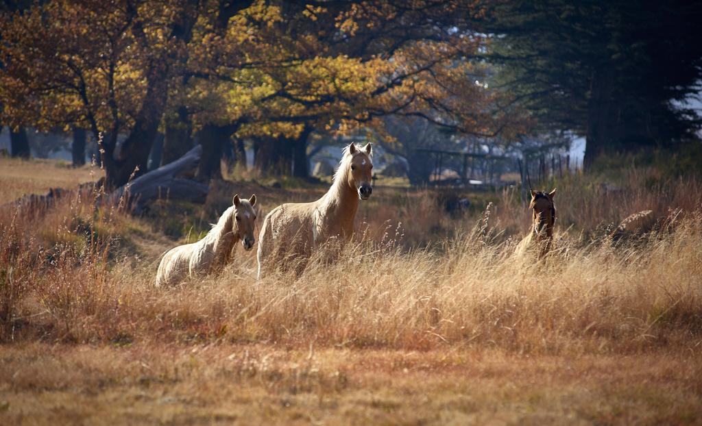 Dynasty Red Mountain Ranch Lägenhet Clarens Exteriör bild